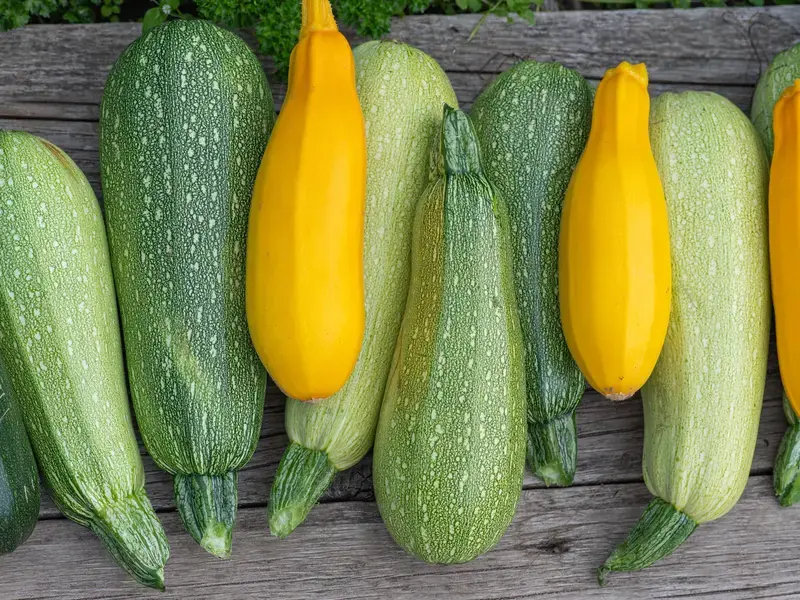 tipi di zucchine