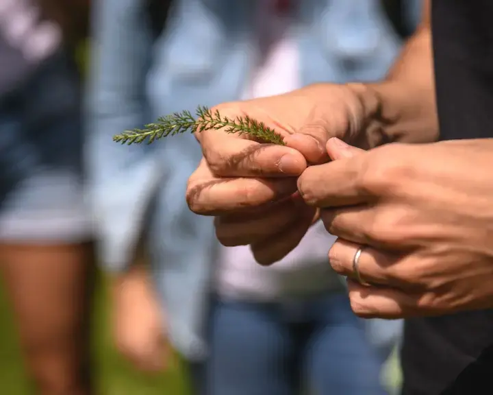 achillea millefoglie
