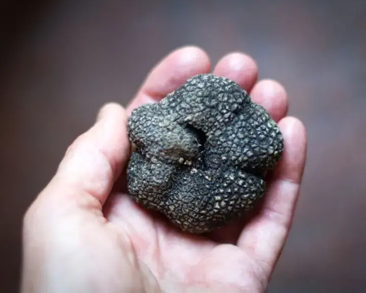 Tartufo - prodotti tipici molisani