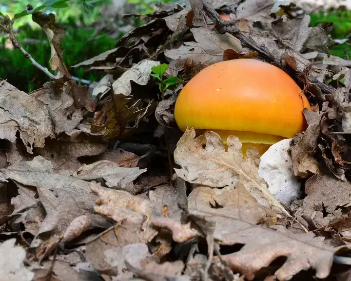 funghi ovolo - Fine Dining Lovers