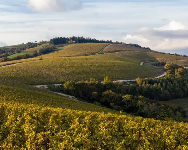 La Collina dei Ciliegi