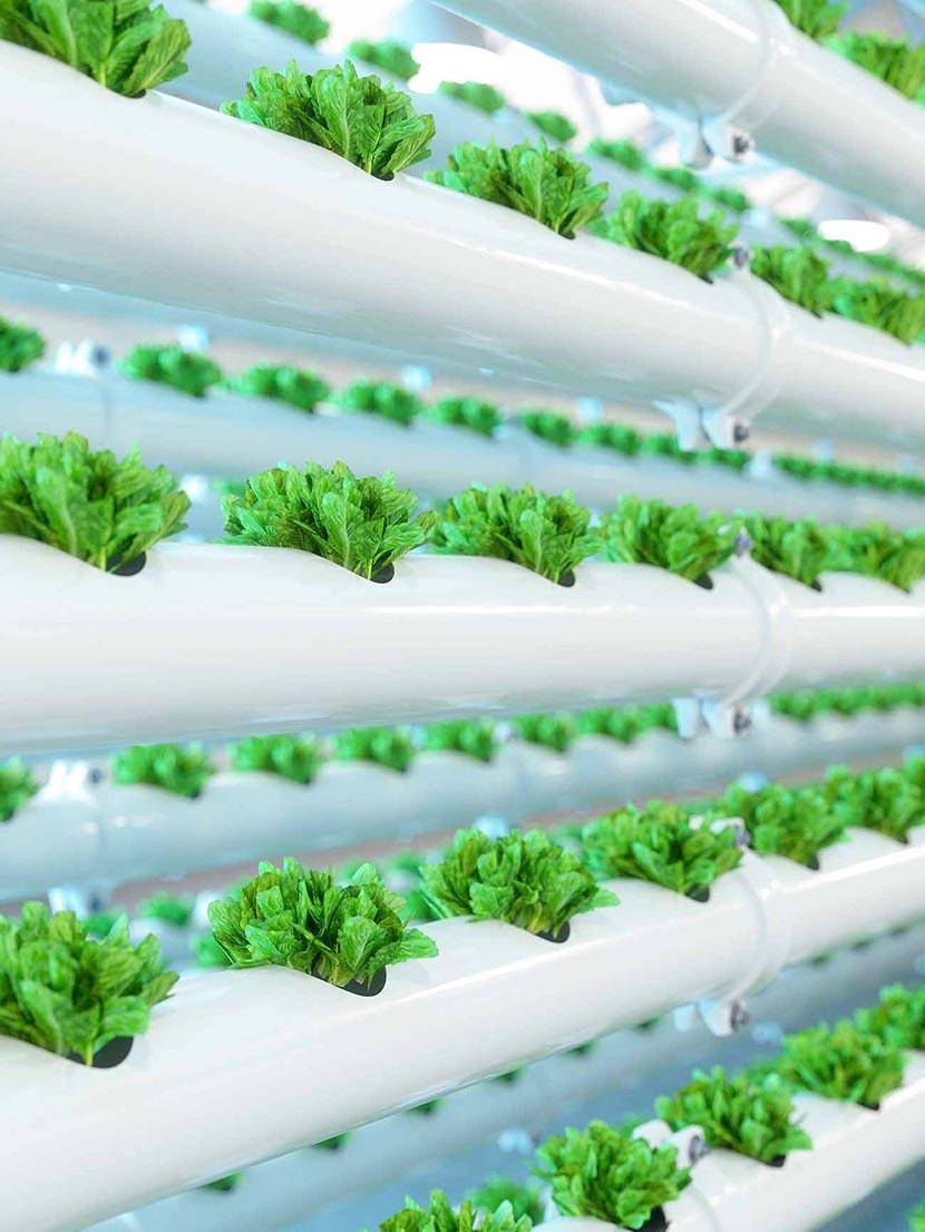 Alimentazione Sostenibile