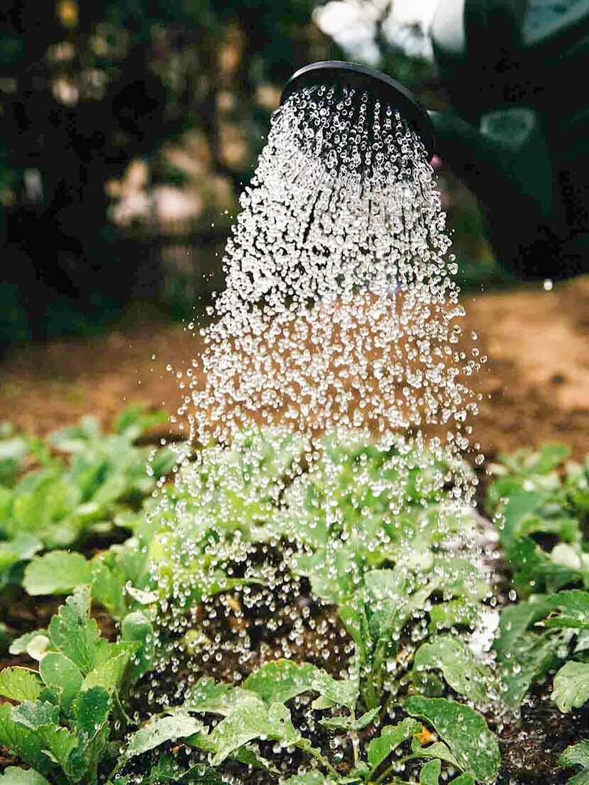 Alimentazione Sostenibile