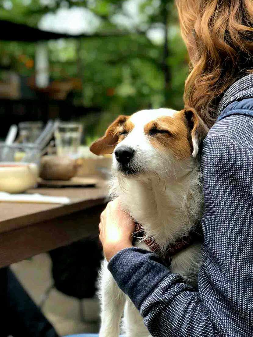 Dog-friendly